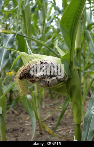 Maiskolben von Corn smut (Ustilago maydis) Pilz. Es ist auch essbar und in Mexiko als Delikatesse. Stockfoto