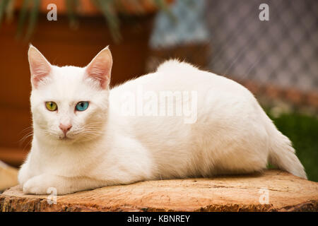 Katze aus der Stadt Van, in der Türkei, bekannt als Van Katzen, mit Augen in verschiedenen Farben. Stockfoto