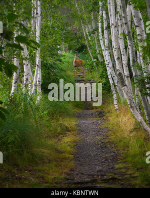 Junge doe steht in der Spur am Sieur de Monts in Acadia National Park in Maine Stockfoto