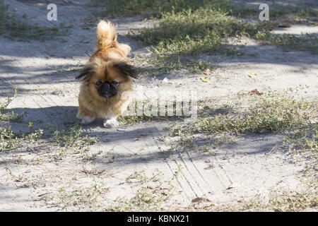 Läuft auf dem Boden Stockfoto