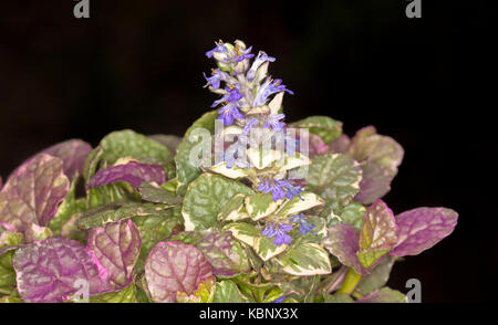 Buntes buntes rotes, grünes und cremefarbenes Laub und kleine blaue/malvenfarbene Blüten der Bodendeckenpflanze Ajuga reptans „Burgunderspitze“ auf schwarzem Hintergrund Stockfoto