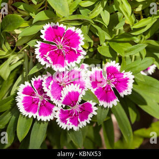 Cluster von Magenta und weißen Blüten von Dianthus barbatus Stockfoto