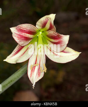 Schöne cremefarbene / weiß und rot gestreifte Blume mit grüner Kehle von Hippeastrum papilio vor dunklem Hintergrund Stockfoto