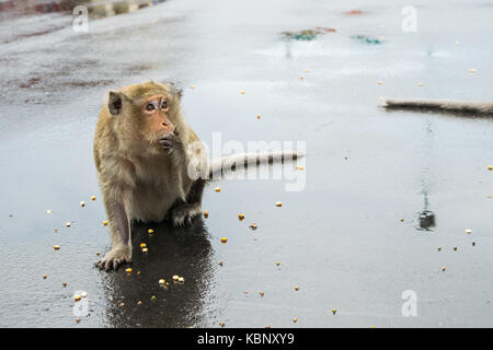 Ein macaque Affen langsam Nibbeln auf Mais Saatgut mit seinen Händen vor seinem Mund. Monkey gespeist durch Touristen in Phnom Penh, Kambodscha, Südostasien Stockfoto