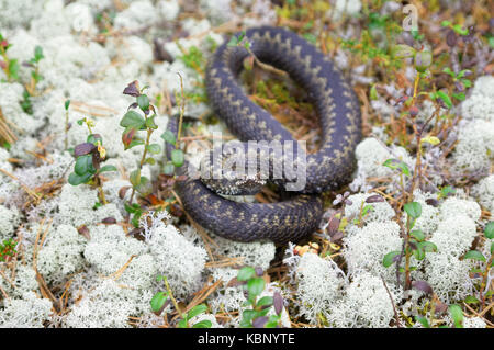 Sibirische Viper in der freien Wildbahn unter die rentierflechte Stockfoto