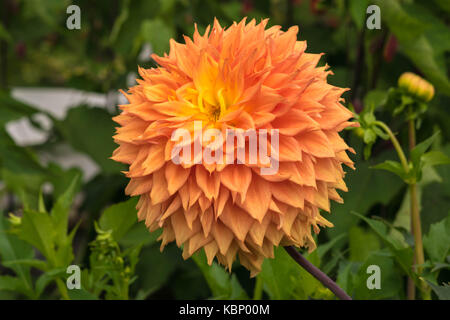 Dahlie Blüte hautnah. Stockfoto