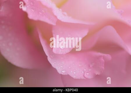 Makro details rosa Rosenblüten mit Wassertröpfchen in horizontalen Rahmen Stockfoto