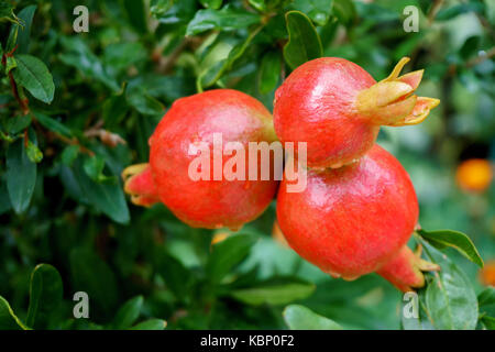 Granatapfel Obst auf einem grünen Zweig Stockfoto