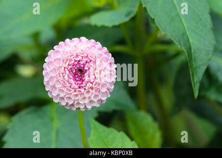 Schöne weiße Dahlie Blume Nahaufnahme. white Pompom Dahlie in Birmingham Botanical Gardens Stockfoto