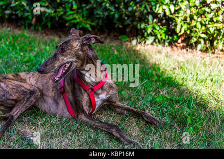 Greyhound mit Tiger Fell Festlegung auf dem Gras. Stockfoto