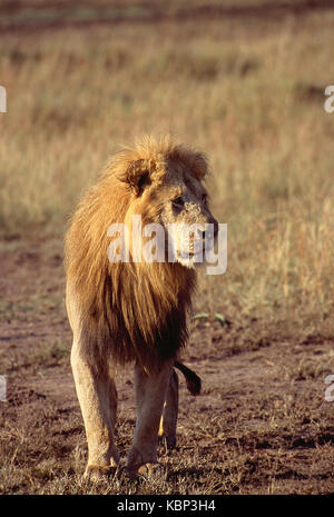 Afrika. Kenia. Masai Mara National Reserve. Tierwelt. Männliche Löwe. Stockfoto