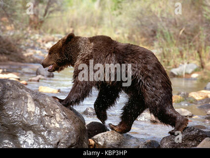 USA. Utah. Tierwelt. Grizzly Bär einen Fluß überquert. Stockfoto