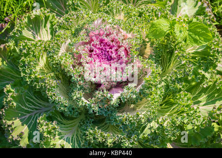 Natur Muster mit dekorativen Kohl mit grün und rosa Farbe Stockfoto