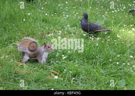 Eichhörnchen und Taube Stockfoto