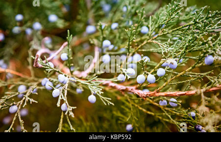 Schöne Zweige Juniper mit einem abgerundeten Beeren sind blau. Stockfoto