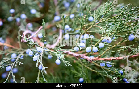 Schöne Zweige Juniper mit einem abgerundeten Beeren sind blau. Stockfoto