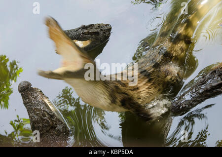 Springen gefährliche Krokodil Stockfoto