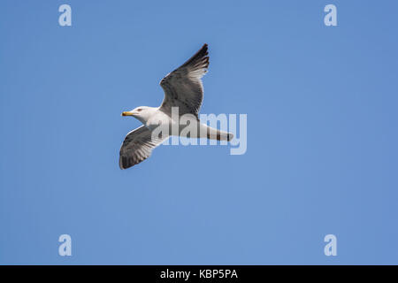 Eine Möwe das Fliegen auf der Insel Kalymnos Stockfoto