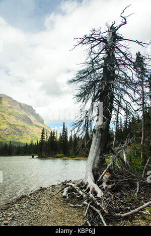 Toter Baum mit freiliegenden Wurzeln auf dem Lake Shore im Glacier National Park, Montana Stockfoto