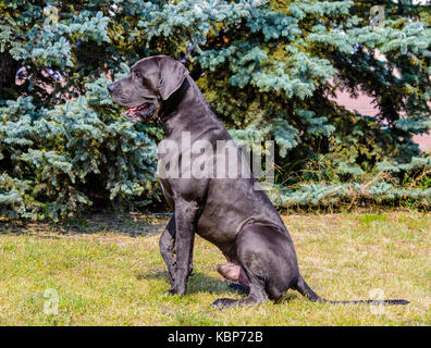 Dogge Sitze im Profil. Die blaue Farbe Dogge steht auf der Wiese im Park. Stockfoto