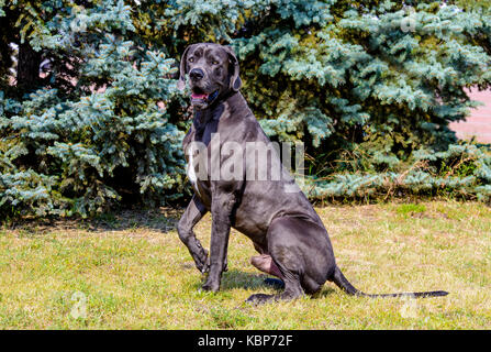 Dogge hebt Pfote. Die blaue Farbe Dogge steht auf der Wiese im Park. Stockfoto