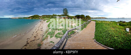 Promenade auf Penguin Island, Heimat einer Kolonie von rund 1200 kleinen Pinguinen und über 50 anderen Seevögeln. Stockfoto