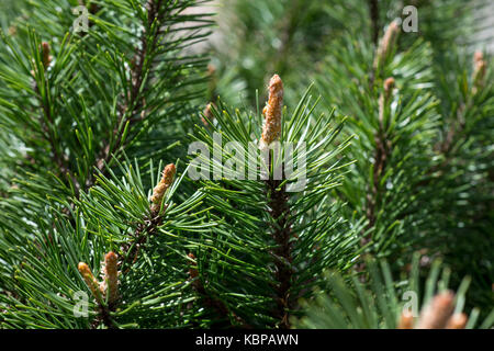 Zweig der Kiefer im Frühjahr Stockfoto
