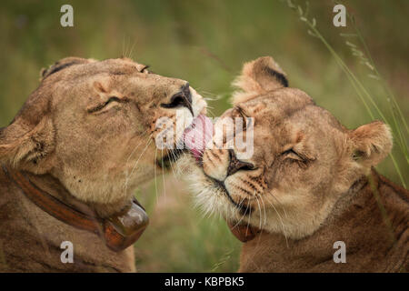 Löwinnen lecken und putzen sich gegenseitig in Simbabwe Stockfoto