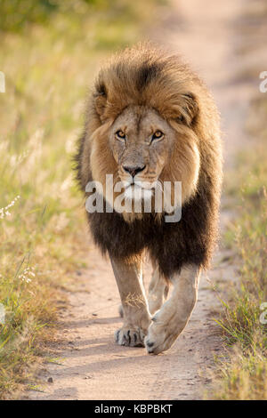 Riesige männliche Löwe Wandern auf Sand Straße in Richtung Fotograf in Simbabwe Stockfoto