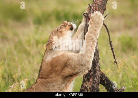 Löwin kratzen Nägel auf eine treetrunk und Stretching an einem bewölkten Tag in Simbabwe Stockfoto
