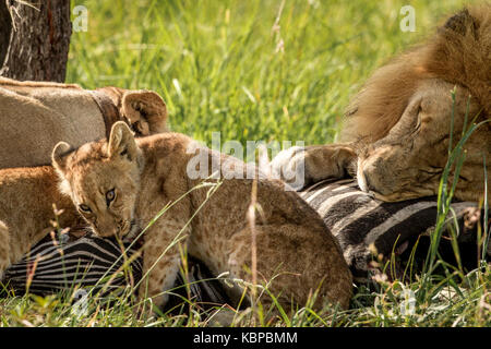 Familie der Afrikanischen Löwen Essen auf einem Zebra Karkasse im Gras. release Stolz von Antelope Park in Simbabwe, Kragen Stockfoto