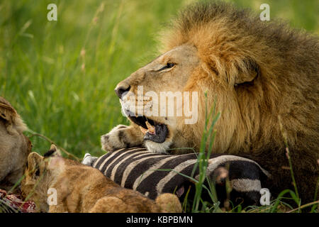 Große männliche Löwe den Schutz seiner zebra Töten in Gras während keuchend mit Mund offen Stockfoto