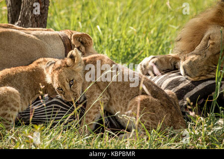 Familie der Afrikanischen Löwen Essen auf einem Zebra Karkasse im Gras. release Stolz von Antelope Park in Simbabwe, Kragen Stockfoto