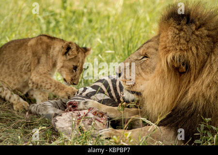 Familie der afrikanische Löwen (Panthera leo) auf einem Toten zebra Aas essen. Männliche Löwe mit Mähne posessive über töten Stockfoto