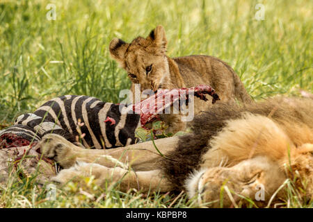 afrikanisches Löwenjunges, das sich in Simbabwe von totem Zebrakarkasse im Gras ernährt Stockfoto