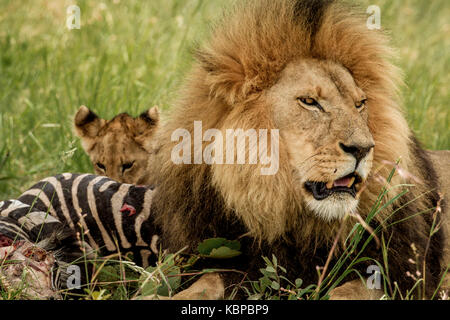 Große männliche Löwe den Schutz seiner zebra Töten in Gras während keuchend mit Mund offen Stockfoto