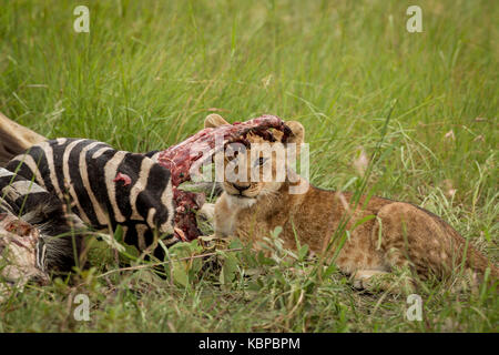 African Lion cub versteckt unter Rippen von Toten zebra Leichnam in das Gras in Simbabwe Stockfoto