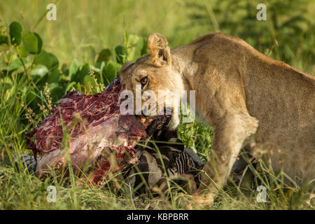 Afrikanischer Löwe essen Karkasse (Panthera leo) Stockfoto