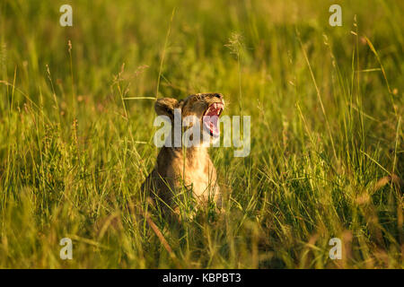 Kleine Löwenjunge Gähnen im langen Gras in Simbabwe. Teil einer großen Stolz auf Antelope Park, die Freigabe stolz Stockfoto