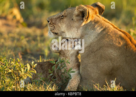 Baby lion cub Kuscheln mit der Mutter, goldenen Stunde, im Gras liegend Stockfoto