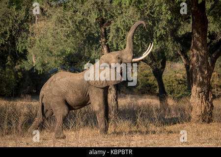 Elefanten essen Samen und Blätter, indem Sie sie aus dem Baum im Sambesi-tal in Mana Pools Simbabwe Stockfoto