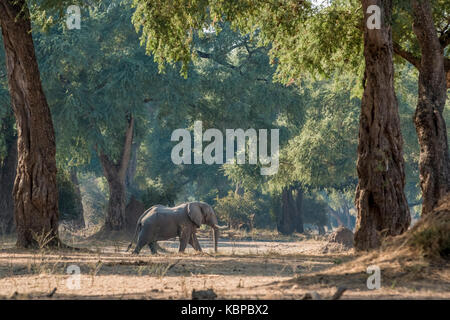 Afrikanische Elefanten (Loxodonta) zu Fuß unter den Bäumen im natürlichen Lebensraum Stockfoto