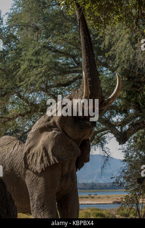 Afrikanischer Elefant (Loxodonta) mit trunk, Low Angle View Stockfoto