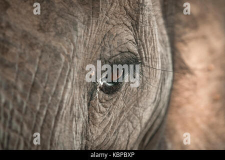 In der Nähe des Afrikanischen Elefanten (Loxodonta) Stockfoto