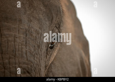 In der Nähe des Afrikanischen Elefanten (Loxodonta) Stockfoto
