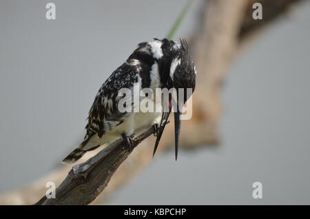 Pied Kingfisher (ceryle Rudis) auf einem Zweig in Pilanesberg - Südafrika gehockt Stockfoto