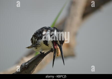 Pied Kingfisher (ceryle Rudis) regurgitating Essen - pilanesberg - Südafrika Stockfoto