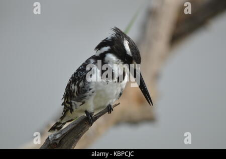 Pied Kingfisher (ceryle Rudis) auf einem Zweig in Pilanesberg - Südafrika gehockt Stockfoto