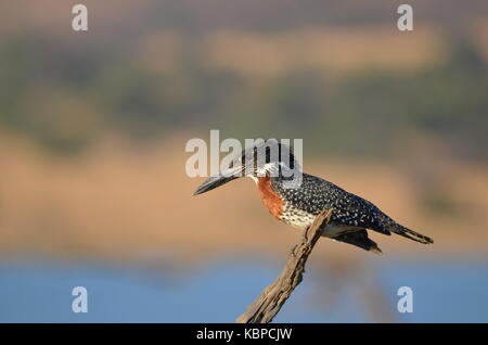 Giant Kingfisher (megaceryle maxima) auf einem Baum in Pilanesberg - Südafrika gehockt Stockfoto