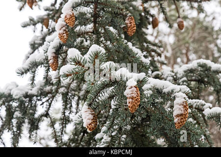 Zweige einer Tanne mit einer großen Anzahl von Kegeln, bedeckt mit flauschigen weißen Schnee. Stockfoto